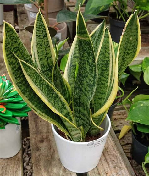 watering snake plants in summer